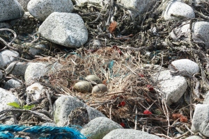 Plastic in a herring gull nest on the Isles of Scilly - the impacts of marine debris affect a wide range of species