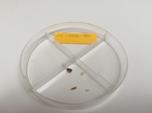 The four pieces of plastic found in the first fulmar's stomach. 
